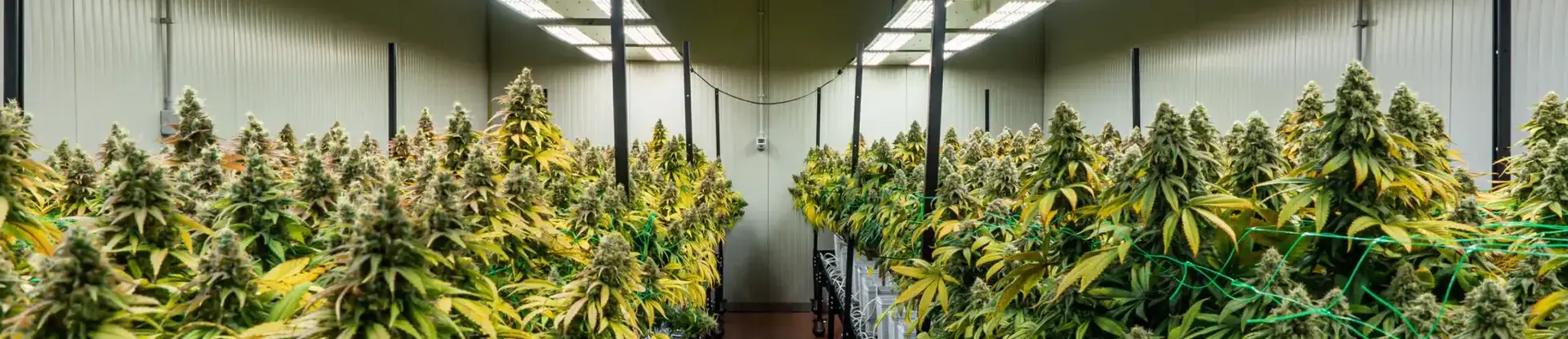weed-indoor