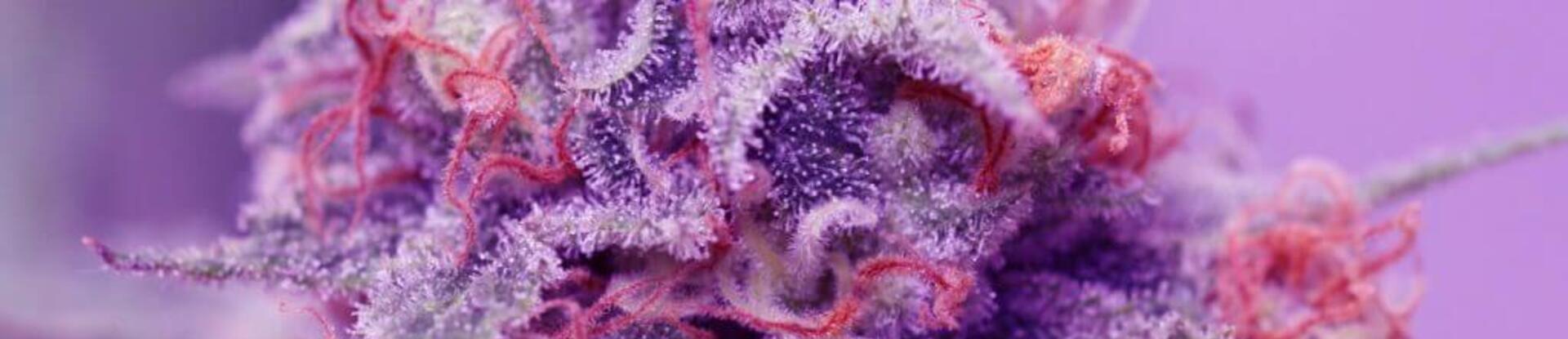 weed