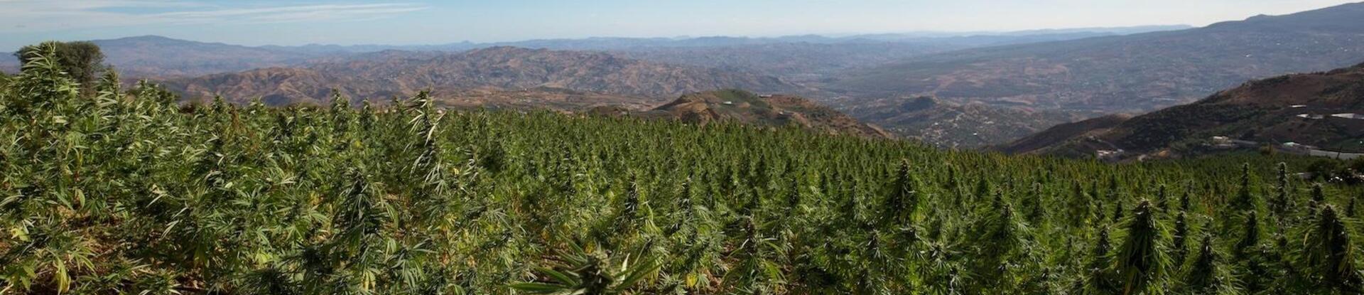 weed-outdoor